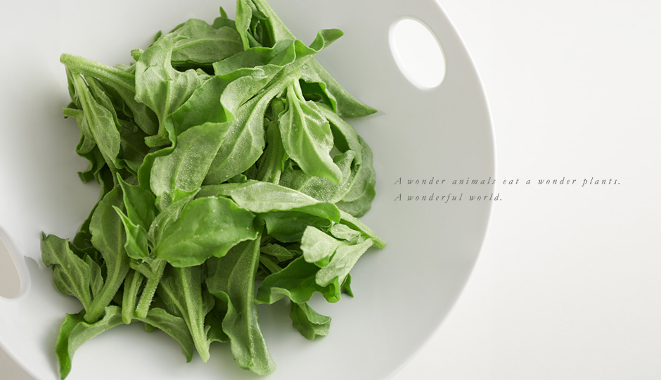 A wonder animals eat a wonder plants. A wonderful world.